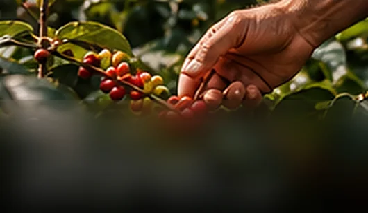 Mano recolectando granos de café