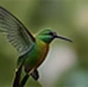Colibrí