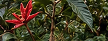 Flor tropical roja