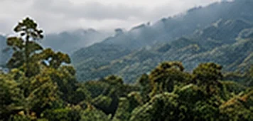 Bosque nuboso entre la neblina
